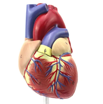 veliki popusti! Anatomski Emulational Srce Anatomija Viscera Medicinski model velikosti 1:1